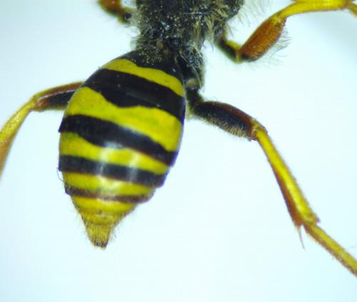 Nomada goodeniana